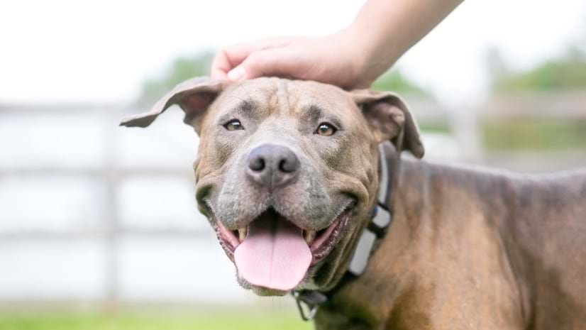 Pitbull