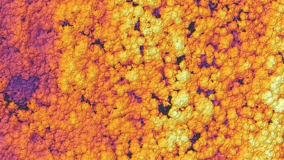 Una vista aérea de un bosque densamente poblado con copas de árboles coloreadas en un gradiente rosa brillante, púrpura, naranja y amarillo