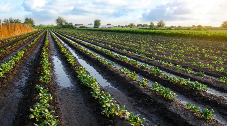 Canales de riego en un campo verde de cultivo/plantación donde brilla el sol, representando la agricultura inteligente