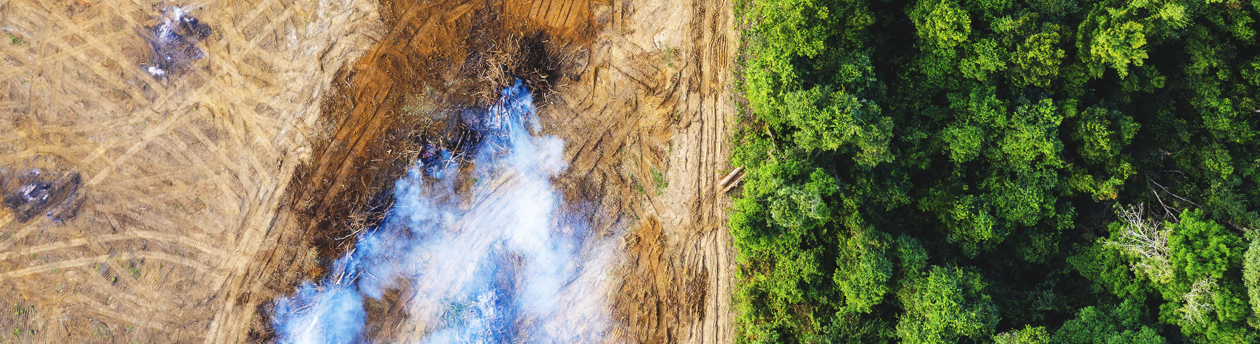 Una imagen de una zona boscosa desde arriba muestra la línea que separa el final de la cubierta arbórea y la zona arrasada