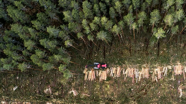 Vista aérea de un bosque y madera talada