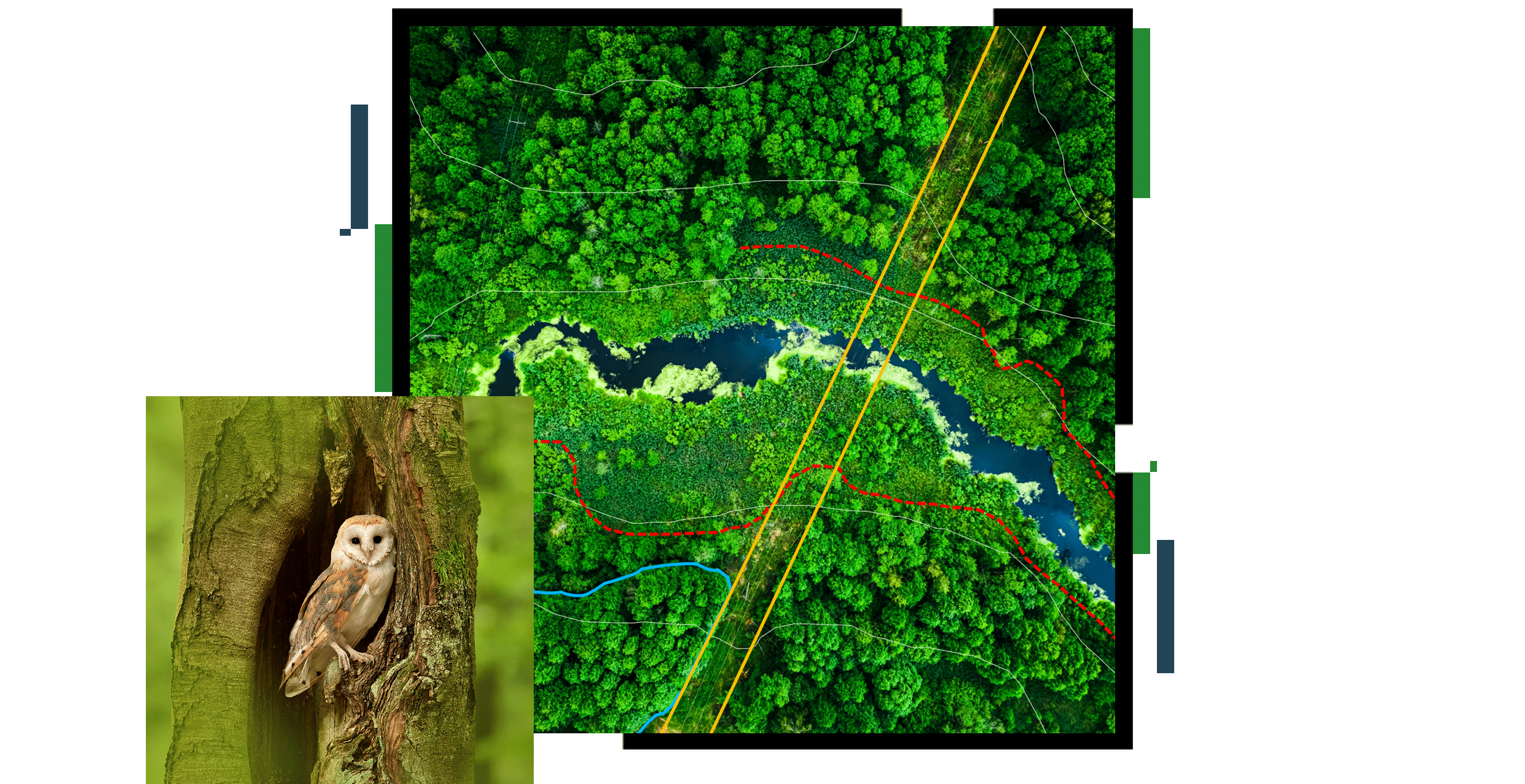 Una foto aérea de un bosque verde con un río azul serpenteando a través de él, superpuesta con una foto de una lechuza marrón y blanca encaramada en un tronco de árbol hueco
