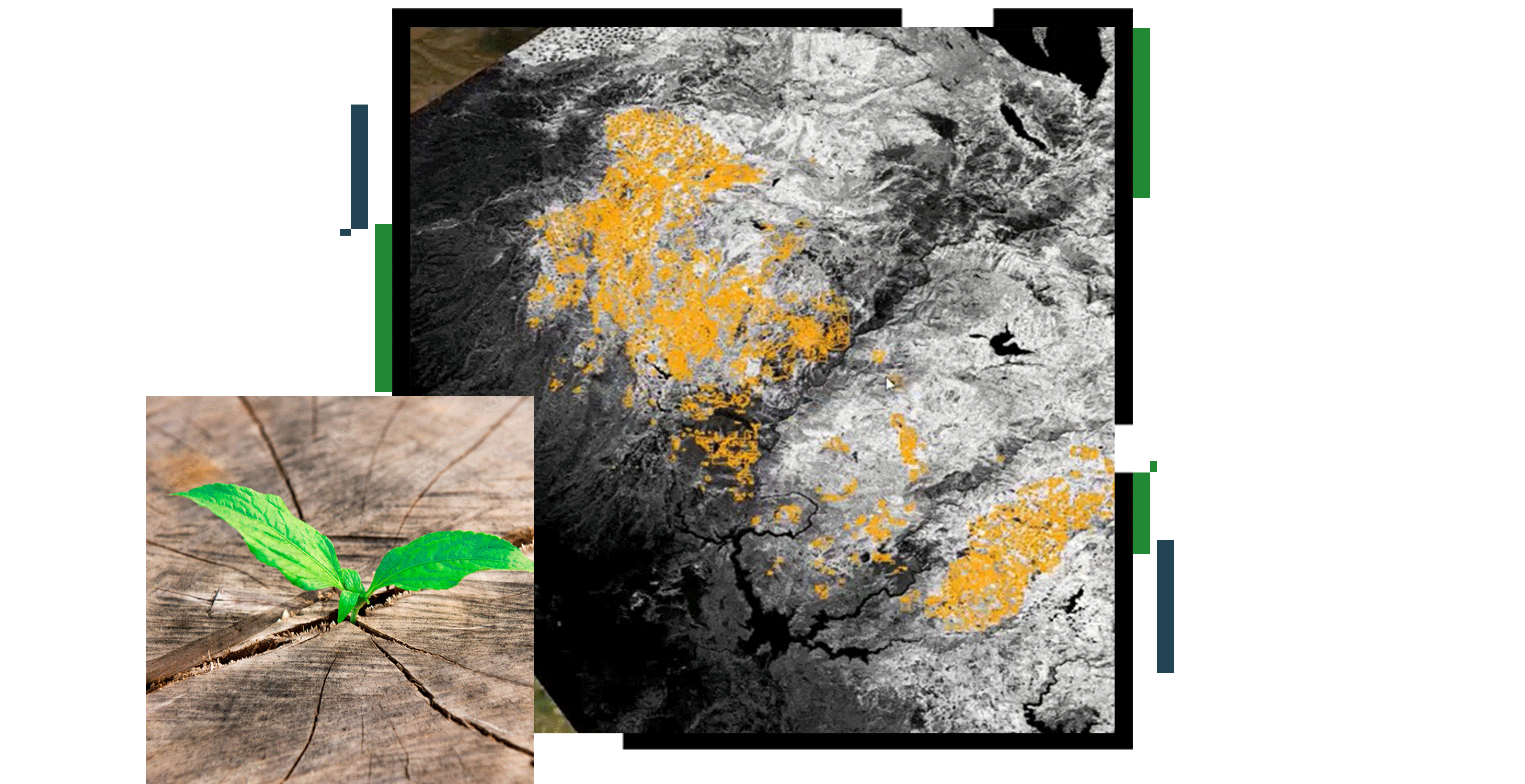 Un mapa de contorno en blanco sobre negro con partes resaltadas en amarillo, superpuesto con una foto de primer plano de un brote verde intenso que emerge de una grieta en la tierra seca