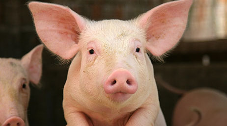 A photo of two young pigs
