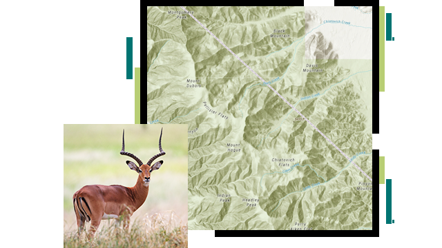 Un mapa de contorno verde y blanco de una cordillera, superpuesto con una foto de un antílope en alerta en un campo verde soleado