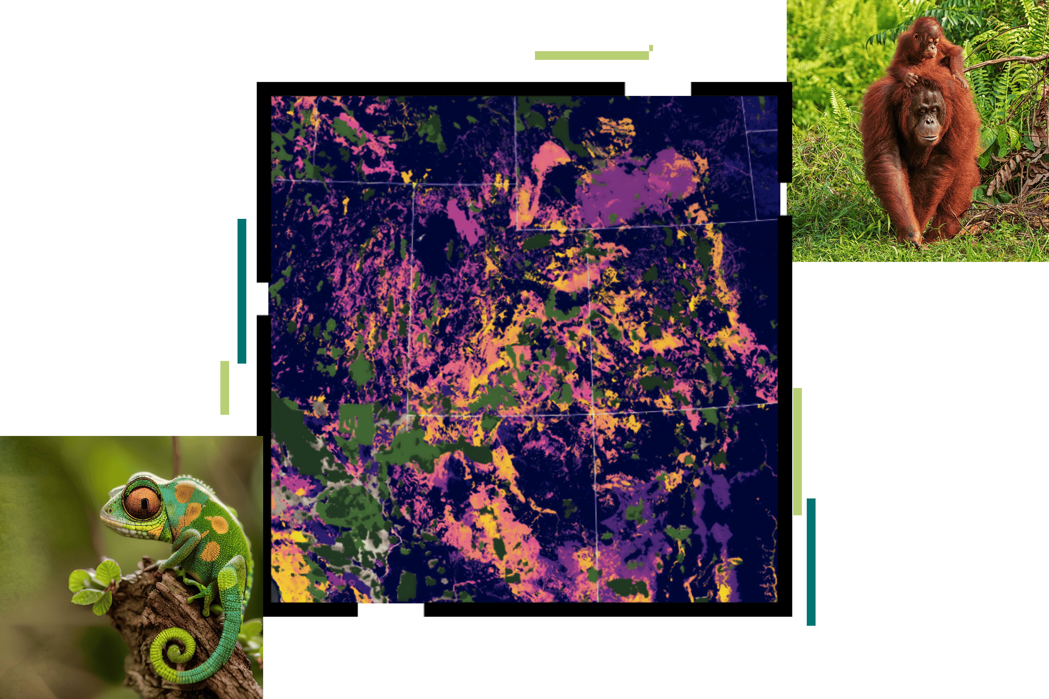 Un collage con imágenes de un camaleón, dos orangutanes y un mapa con datos sombreados en morado, amarillo y verde