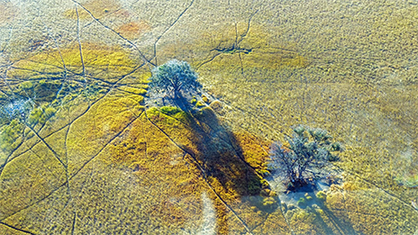 Una imagen aérea de una amplia llanura amarilla y verde salpicada de algunos árboles aislados