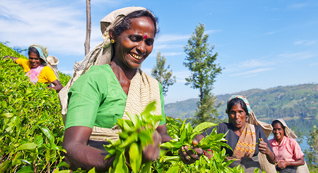 Un grupo de mujeres sonrientes con saris caminando por un campo de altos cultivos verdes bajo un cielo azul claro